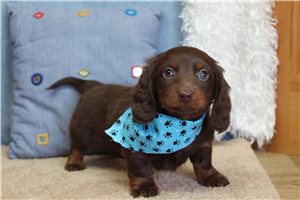 Vermont - puppy for sale