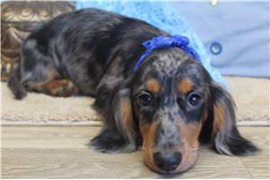Sylas - puppy for sale