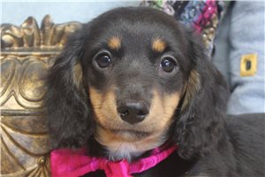 Flora - puppy for sale