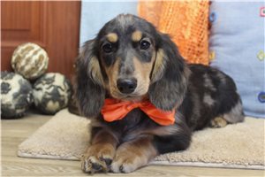 Sylvester - Mini Dachshund for sale