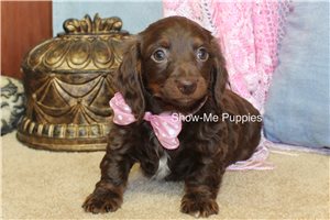 Marianna - Dachshund, Mini for sale
