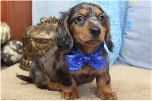 Sylas - Dachshund, Mini for sale