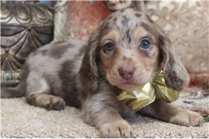 Daisy - Dachshund, Mini for sale