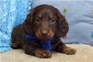 Koda - Dachshund, Mini for sale