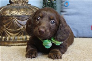 Mickey - puppy for sale