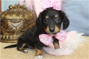 Flora - Dachshund, Mini for sale