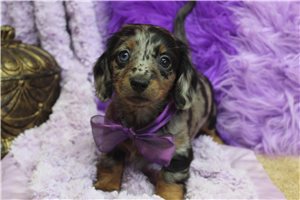 Natti - puppy for sale