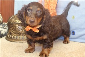 Beckett - Dachshund, Mini for sale