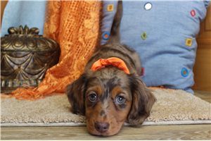 Frank - Dachshund, Mini for sale