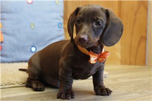 Mars - Dachshund, Mini for sale
