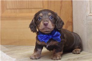 Dixon - puppy for sale