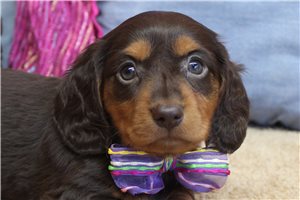 Blair - puppy for sale