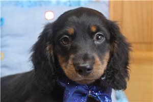 Elam - Dachshund, Mini for sale