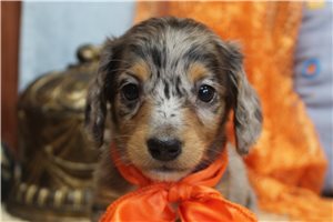 Eldon - Dachshund, Mini for sale