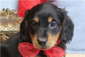 Edwin - puppy for sale