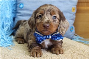 Marty - puppy for sale