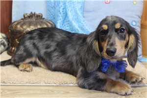 Sylvester - Mini Dachshund for sale