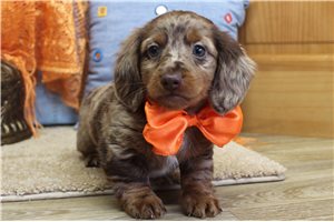 Marty - Dachshund, Mini for sale