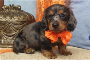 Sylas - puppy for sale