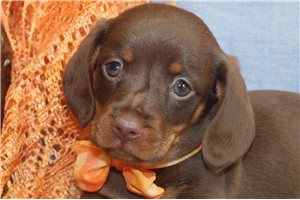 Ronin - puppy for sale