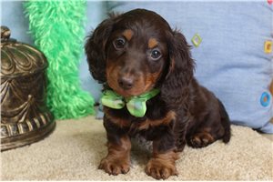 Beckett - Dachshund, Mini for sale