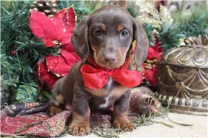 Utopia - Dachshund, Mini for sale