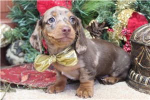 Ulysses - Dachshund, Mini for sale