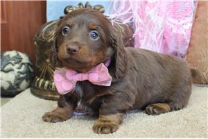 Marie - puppy for sale