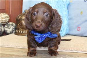 Mickey - Dachshund, Mini for sale