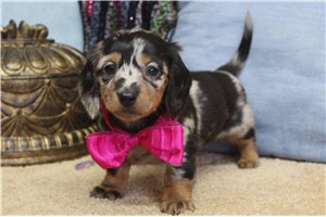 Nibbles - puppy for sale