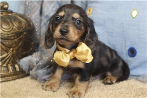 Sylvester - Mini Dachshund for sale