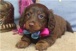 Ruthie - puppy for sale