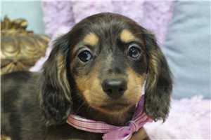 Callie - Dachshund, Mini for sale