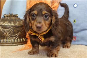 Beethoven - puppy for sale