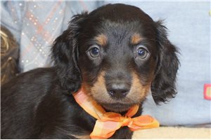 Elam - puppy for sale
