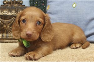 Drake - puppy for sale