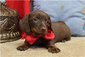 Mars - Dachshund, Mini for sale