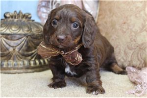 Marianna - puppy for sale