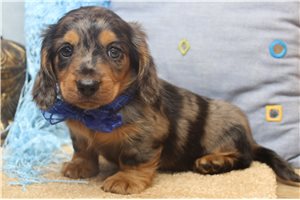 Dominic - puppy for sale