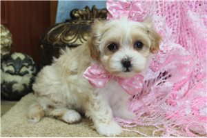 Nova - puppy for sale