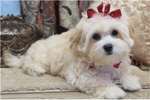 Anika - Malti Poo - Maltipoo for sale