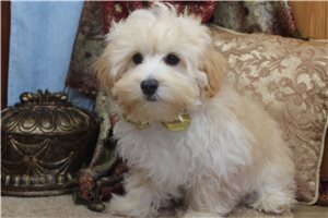 Nathaniel - Malti Poo - Maltipoo for sale