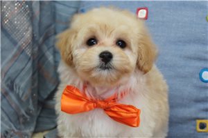 Nathaniel - Malti Poo - Maltipoo for sale