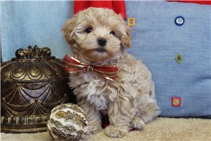 Alex - Malti Poo - Maltipoo for sale