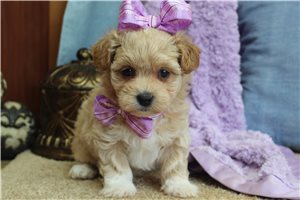 Neely - Malti Poo - Maltipoo for sale