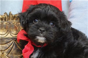 Auburn - Malti Poo - Maltipoo for sale