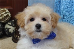 Nathaniel - Malti Poo - Maltipoo for sale