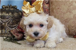 Natalie - Malti Poo - Maltipoo for sale