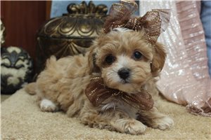 Norma - puppy for sale