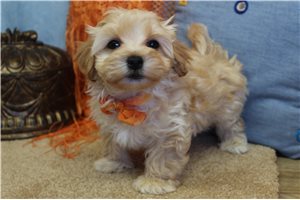 Asher - Malti Poo - Maltipoo for sale